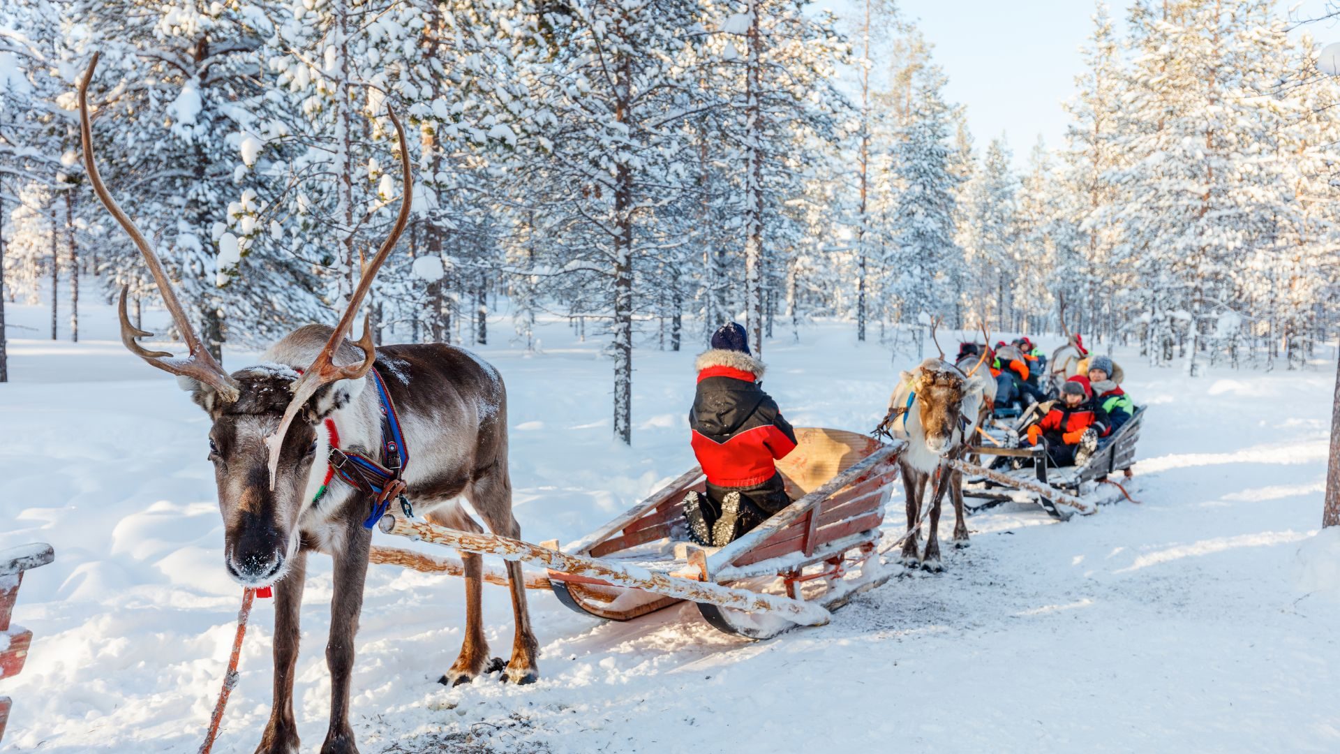 Reindeer sleigh ride through a snowy Lapland forest
