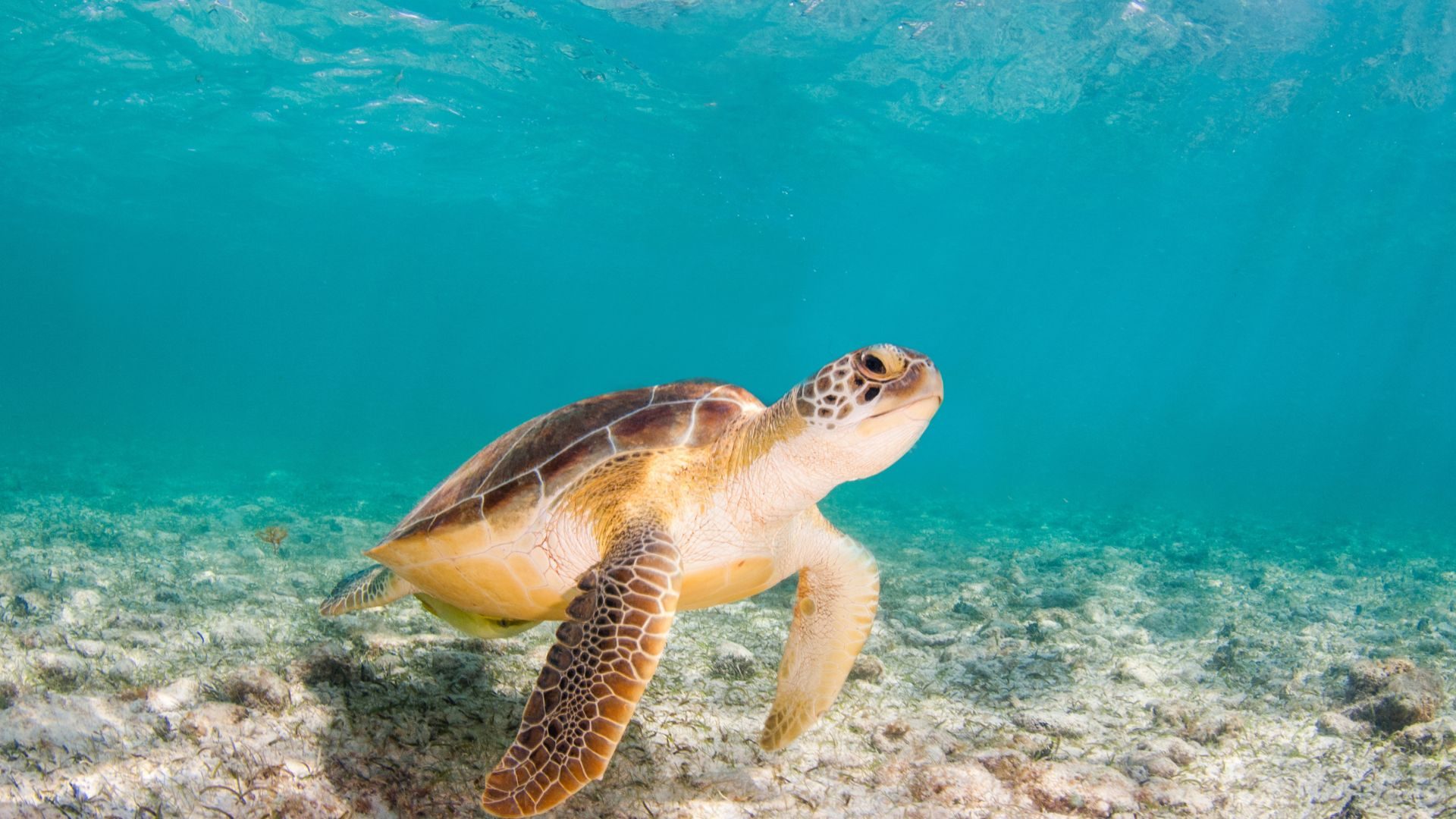 Sea turtle in clear turquoise water